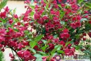 niski dekorativni žbun crvenih trubastih cvetova koji cvetaju u grupicama 
vrlo dekorativno izgleda u bašti 
biljka je u kutiji i može se saditi u bilo kom godišnjem dobu 
sadnica je oko 30 cm trenutno u pupoljku spremna za cvetanje 