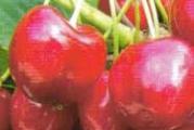 domaca sorta visnje niskog rasta obilnog roda veoma socnih svetlocrvenih plodova na dugim drskama laka za branje pogodna za preradu u sokove i dzemove a i za pecenje rakije visnjevace