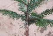visoki zimzeleni četinar divnih povijenih grana koje su vrlo lepe za dekoraciju novogodišnje jelke 
sadnice su male oko 25cm