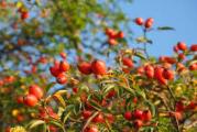 višegodišnji bodljikavi listopadni grm 
cveta retkim cvetovima mirisnim i jestivim
radja crvene plodove od kojih je najbolji dzem prepun vitamina
