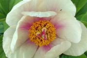 Хибрид између Paeonia caucasica и Paeonia mlokosewitschii. Предиван божур.