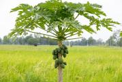 apaja (lat. Carica papaya) je drvenasta biljka iz porodice Caricaceae.[3] Poreklom je iz tropskih krajeva Amerike. Prvi put je kultivisana u Meksiku,[4][5][6] a trenutno se uzgaja u većini tropskih zemalja, i u Sjedinjenim Američkim Državama (savezne države Florida, Havaji i dr). Indija je 2020. proizvela 43% svetske ponude papaje.

Papaja raste kao drvo, sa stablom visine 5–10 m. Listovi rastu na gornjim delovima grana, dužina liske je 50–70 cm. Plod je botanički gledano bobica, jestiv, ima glatku koru žute ili zelenkaste boje, ovalnog je oblika. Mesnati dio ploda je jarko narandžast, mekan i sladak. Unutar mesnatog dela ploda nalazi se veliki broj crnog, naboranog semenja.