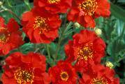 Geum Mrs Bradshaw je višegodišnja  perena visine rasta oko 60cm. Ima tamno-zelene listove i prelepe duple crvene cvetove. Cvet je pogodan i za rezanje. 