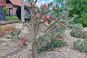 Zimootporna cylindropuntia