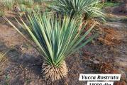 Yucca Rostrata -23C raznih veličina 
vremenom kako raste pravi visoko stablo oko 3,4m,izgleda dekorativno i egzotično u svakoj bašti.prilikom kupovine dobijate uputstvo za gajenje.