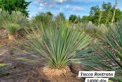 Yucca Rostrata -23C raznih veličina 
vremenom kako raste pravi visoko stablo oko 3,4m,izgleda dekorativno i egzotično u svakoj bašti.prilikom kupovine dobijate uputstvo za gajenje.