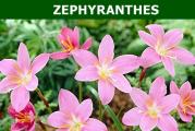  Familija : Amaryllidaceae

Botanicki naziv: Zephyranthes candida

Opis vrste: To je visegodisnja, lukovicasta biljka. U nasim klimatskim uslovima nije zimootporna - mrzne. Ova vrsta vodi poreklo iz tropskih i suptropskih regiona centralne i juzne Amerike. Cvetovi su roze boje, 4- 5 cm i nalaze se na cvetnim drskama dugim 15 cm.
Podnosi celodnevno sunce, voli vlazno i dobro zemljiste. To je jako vazno za dobro cvetanje.

Vreme sadnje: Od aprila do kraja maja. Lukovice treba posaditi uspravno na dubini od 6 - 7 cm, vrat lukovice prilikom sadnje moze da viri iz zemlje. Sade se na medjusobnom rastojanju 6-7 cm. Lukovice mozemo saditi u saksije, zardinjere, po ivici baste, ispod drveca. Posadjene lukovice dobro zalivati.

Vreme cvetanja: od avgusta do oktobra

Kupujete dve lukovice