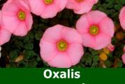 Oxalis convexula je sukulentna, niskorastuca vrsta ukrasne deteline, poreklom iz juzne Afrike. Ima predivne socne listove i roze cvetove.
Ovo je kolekcionarska vrsta, kod nas skoro nepoznata
Vreme sadnje - septembar  - novembar
Vreme cvetanja- januar - maj

Kupujete  jednu lukovicu lukovicu