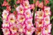 U prodaji lukovice gladiola iz uvoza.Visine rasta oko 100 -120 cm. Lukovice se mogu saditi od marta meseca na dubini od 10 cm. Krupnocvetne, stabilne cvetne drake, odlicne I za rezani cvet.
Gladiole se sade na suncanim do polusuncanim mestima. Celo leto ce vas uveseljavati svojim prelepim cvetovima.
Kupujete 5 lukovica