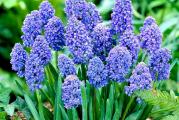 Muscari Blue spike - Dupli muscari
Višegodišnja biljka koja cveta u proleće. Nema nikakve posebne zahteve za gajenje. Cveta od marta do maja. Veoma je otporna i brzo se razmnozava. Lukovice ne mrznu. Visina rasta oko 10 cm.
Kupujete 2 lukovice.