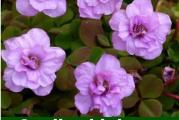 Oxalis nidulans `Pom Pom`

Oxalis nidulans je veoma retka vrsta ukrasne deteline.  Ima prelep dupli cvet, roze boje. Visina rasta oko  15 cm. Jednostavno se gaji. Voli polusenovita mesta i umereno zalivanje. Zemlja treba da je rastresita i dobro drenirana. 

Uz lukovicu dobicete i detaljno uputstvo o gajenju i nezi ove biljke.

Kupujete dve lukovice