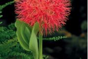 Familija: Amaryllidaceae

Botanicki naziv: Scadoxus multiflorus

Opis vrste: Prirodno staniste ove lukovicaste biljke je Juzna Afrika. To je biljka sa vrlo atraktivnim cvetom. Cvet je do 30 cm u precniku, koji cini i do 200 malih cvetica, jarko crvene boje. Cvetanje traje 2 - 3 nedelje. Zaliva se dosta obilno kada nikne (vrlo sporo nice, od 30 do 60 dana). Kada nikne, vrlo brzo i procveta. Voli da miruje na jednom mestu i tada najbolje uspeva i cveta. Zahteva polusuncano mesto. Lukovica mrzne!!!

Vreme sadnje: od marta do aprila. To je pre svega saksijska biljka, mada moze da se sadi i u basti. Saksija za sadnju treba da je plica, a sira i dovoljno cvrsta da izdrzi jak koren.Vrh lukovice, prilikom sadnje trba malo da viri iz zemlje. Zemljiste za sadnju treba da je bogato kompostom, porozno i sa dobrom drenazom. Od prevelike vlage lukovica moze da istruli. Biljka se presadjuje svake 3 - 4 godine.

Vreme cvetanja: Cveta tokom leta, od jula do septembra
Kupljenu lukovicu do sadnje cuvati na suvom i hladnom mestu, na temperaturi od 9 - 19 stepeni C.

Kupujete jednu lukovicu