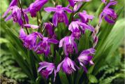 Bletilla striata - je visegodišnja vrsta orhideje koja potiče iz Japana i Kine.
Moze se gajiti kao saksijka biljka ili kao bastenska. Sadi se u proleće, od aprila kreće sa vegetacijom ( lista i bokori se), početkom leta cveta, a u oktobru odbacuje listove i odlazi u zimski san.
Ima veoma egzotične cvetove, na svakoj cvetnoj dršci nalazi se 5-8 cvetova. Visina biljke je 30- 60 cm.
Idealno vreme za sadnju je prolece, sade se na dubini od 10 cm. Cvetovi su pogodni kao rezan cvet.
Ova vrsta orhideja voli suncana ili polusuncana mesta u basti. Biljka izuzetno podnosi niske temperature. Ako je temperatura preko zime u vasim krajevima do - 20 stepeni, biljku ne treba stititi od smrzavanja, ako je niza od - 20, biljku zastititi suvim liscem ili grancicama cetinara.
Voli cesce zalivanje.
Kupujete jedan rizom.