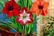 Amarilis - Kameni cvet 

Amarilis je jedna od najpopularnijih sobnih biljaka. Ima prelepre trubaste cvetove. Moze se koristiti i kao rezani cvet. Lukovica mrzne, pa je zbog toga preko zime treba uneti u prohladnu prostoriju. Prilikom sadnje ostaviti da lukovica viri 1/3 svoje visime. Voli suncana mesta i umereno zalivanje. Boje su pomesane. 
Kupujete jednu  odraslu    lukovicu.