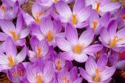 Jesenji plavi krokus - Crocus zonatus

Cveta od septembra do oktobra *** ne mrzne *** novo u ponudi!!! 

Crocus zonatis je lukovicasta, zimootporna biljka. Za ovu vrstu je karakteristicno da prvo cveta, a zatim olista. Uspeva na svakom tipu zemljista. Lepo izgleda posadjena ispod nekog listopadnog zbuna. Brzo se siri. Nije zahtevna za gajenje.

Kupujete jednu posadjenu lukovicu

