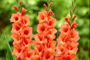 U prodaji lukovice gladiola iz uvoza.Visine rasta oko 100 -120 cm. Lukovice se mogu saditi od marta meseca na dubini od 10 cm. Krupnocvetne, stabilne cvetne drake, odlicne I za rezani cvet.
Gladiole se sade na suncanim do polusuncanim mestima. Celo leto ce vas uveseljavati svojim prelepim cvetovima.
Kupujete 5 lukovica