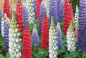 Garden lupin - Lupinus Polyphyllus je otporna trajnica impresivnih velikih cvetova koji izgledom podsecaju na svece. Jedna je od prvih biljaka koje cveta na prolece. Visina: Može da naraste do visine od 1,5 m. Cveta celo leto ako se podrezuju ocvali cvetovi, a tokom godina razraste u prilicno veliki grm. Može se sejati u rano prolece ili najasnije do pocetka maja.Spada u sortu najlepšeg cveca. 

Kolicina 20 semenki https://www.youtube.com/watch?v=aFvdtehxT9s

Nakon kupovine artikala,stićiće vaš imeil tako da ćomo moći uspostaviti kontakt.

Pošiljke se šalju na dva nacina:
1) kao preporucena pošiljka, cena poštarine je 50 do 140 din, u zavisnosti od težine pošiljke. Potrebno je unapred izvršiti uplatu na broj racuna: 205-9001019973203-98, na ime: Nikola Antic. Pošiljka stiže za 2-5 radna dana, zavisi od brzine pošte.
2) kurirskom službom, cena poštarine je 320 din, bez obzira na težinu pošiljke. Pošiljka stiže za jedan radni dan. Kad vam kurir donese pošiljku na licu mesta placate i preuzimate.
Pre slanja trebate mi poslati adresu i br. telefona, kao i da naglasite na koji od ova dva nacina želite da šaljem pošiljku.