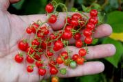 Najmana sorta paradaiza na svetu, plodovi su velicine slicne grašku. izuzetno je dekorativan i jako otporan. Spada medu najstarije sorte paradaiza. 

Kolicina 10 semenki

Nakon kupovine artikala,stićiće vaš imeil tako da ćomo moći uspostaviti kontakt.

Pošiljke se šalju na dva nacina:
1) kao preporucena pošiljka, cena poštarine je 50 do 140 din, u zavisnosti od težine pošiljke. Potrebno je unapred izvršiti uplatu na broj racuna: 205-9001019973203-98, na ime: Nikola Antic. Pošiljka stiže za 2-5 radna dana, zavisi od brzine pošte.
2) kurirskom službom, cena poštarine je 320 din, bez obzira na težinu pošiljke. Pošiljka stiže za jedan radni dan. Kad vam kurir donese pošiljku na licu mesta placate i preuzimate.
Pre slanja trebate mi poslati adresu i br. telefona, kao i da naglasite na koji od ova dva nacina želite da šaljem pošiljku.