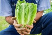 Fenomenalana salata koja je osvojila srca mnogim baštovanima sveta.U pitanju je stara sorta „romanskog tipa“ .Kao sto vidite raste cilindrično sa nabijenim listovima kao kupus.Spada u jako ukusnu i sornu sa mekanim i slatkim listovima.Razlikuje se od svih drugih sorti salata ne smo po obliku već i po nutritivnim karakteristikama.Pošto nije otvorenog tipa izuzetno je otporna na bolesti.Kod nas je ova sorta generalno nepoznata,a veoma dobro uspeva.Inače jedna od najzhvalnijih sorti salata za uzgoj.Radi odličnog prinosa i veoma dobrok kvaliteta i ukusa.Odlična za organsku poljoprivredu.Inače sorta je direktno nabavljena od „Baker Seed“.Inače jedna od najskupljih sorti salata u svetu.

Količina: 30 semenki – od kojih morate imati najmanje 20 krupnih salata.