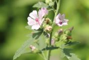 Beli slez (Althaea officinalis) je visegodisnja lekovita biljka koja poraste maksimalno do oko 2 metra u visinu. Koriste se koren i list, za umirenje kaslja, za oblaganje sluznica (gastritis, cir na želucu) i smanjenje iritacija. Primenjuje se kod bronhitisa, suvog kaslja, zapaljenja respiratornih organa, upale mokracne besike i kamena u mokracnim putevima. Spolja se primenjuje za ispiranje nosa, narocito kod beba. Kao blago sluzno sredstvo koristi se i protiv proliva, za obloge kod opekotina i upala. Primenjuje se i kod upala urinarnog trakta i urinarnog kamenca.
Caj od korena se sprema tako sto se naseckan koren prelije sa prokuvanom i ohladjenom vodom i ostavi da odstoji 2 sata. Ako se preliva sa vrucom vodom dolazi do izdvajanja skroba, koga u korenu ima oko 35%, i caj postaje mutan, gust i lako se kvari. List se moze prelivati kljucalom vodom.
Biljka se lako uzgaja iz semena, preporucujem da se prvo seje u kontejnere ili manje saksije, pa kad biljka poraste oko 15 cm da se rasadi na stalno mesto. Voli rastresitu i vlaznu zemlju.
Seje se u proleće.

Količina: 50 semenki