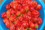 Prodajem svežu habanero papriku ljutine između 350.000 i 400.000 SHU. Radi se o originalnoj sorti crvenog habanera. Odlična je za proizvodnju tinktura za cirkulaciju kao i u druge medicinske svrhe. 

Takođe odlična je za korištenje u kuhinji tako što možete da je dehidrirate i pravite od nje odličnu alevu papriku visoke ljutine. Dobra je za restorane. 

Cena je fiksna uzeli 1 ili više kg.

Pošiljke se šalju:

Kurirskom službom, cena poštarine je 320 din, bez obzira na težinu pošiljke. Pošiljka stiže za jedan radni dan. Kad vam kurir donese pošiljku na licu mesta placate i preuzimate.
Pre slanja trebate mi poslati adresu i br. telefona, kao i da naglasite na koji od ova dva nacina želite da šaljem pošiljku.
Seme šaljem i u inostranstvo,uplata se vrši preko PeyPal ili Western union-a.

Takođe habanero šaljem za inostranstvo.