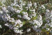 Čubar (Satureja Hortensis) je jednogodišnja začinska i lekovita biljka i srodnik rtanjskog čaja (Satureja Montana) koji se još naziva i planinski čubar. Izuzetan je začin za mahunarke, meso, jela od povrća, salate i zimnice. Ukus mu podseća na biber a pomalo i na dimljeno meso. Koristi se svež i sušen list koji se može brati u svim fazama rasta. Eterična ulja čubra imaju jako antibakterijsko, antivirusno i antigljivično dejstvo. Pročišćava organizam, poboljšava varenje i ublažava nadimanje.
Poželjno ga je sejati u kontejnere, pa rasaditi dok biljke porastu oko 10 cm. Prilikom setve seme se ne zakopava duboko već se samo pospe tankim slojem zemlje tek da prekrije seme.

Količina: 200 semenki

Pošiljke se šalju na dva nacina:
1) kao preporucena pošiljka, cena poštarine je 50 do 140 din, u zavisnosti od težine pošiljke. Potrebno je unapred izvršiti uplatu na broj racuna: 205-9001019973203-98, na ime: Nikola Antic. Pošiljka stiže za 2-5 radna dana, zavisi od brzine pošte.
2) kurirskom službom, cena poštarine je 320 din, bez obzira na težinu pošiljke. Pošiljka stiže za jedan radni dan. Kad vam kurir donese pošiljku na licu mesta placate i preuzimate.
Pre slanja trebate mi poslati adresu i br. telefona, kao i da naglasite na koji od ova dva nacina želite da šaljem pošiljku.