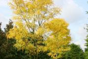 Gledic ili trnovac (Gleditsia triacanthos) je drvo koje poraste oko 20 metara u visinu. Višenamensko je drvo i višestruko korisno. Cveta u maju mirisnim cvetovima i medonosno je. Dobro uspeva na siromašnom zemljištu i dosta dobro podnosi sušu. Raste relativno brzo i cesto se sadi kao dekorativno drvo, iako na granama ima krupno trnje, koje je retko rasporedeno. U jesen lišce dugo pre opadanja ima intenzivnu žutu boju. Sadi se zbog ucvršcivanja terena jer ga koren gledica dobro drži i cuva od vetra i erozije. Drvo kao materijal je visoko kvalitetno, izdržljivo je, dobro se polira i veoma teško trune. Daje veoma kvalitetnu gradu, a nameštaj od gledica je izuzetno cenjen i skup. Trnje se može koristiti umesto eksera. Drvo je pogodno i za dobijanje biomase, može se saditi gusto, a pogodno je i za brikete i pelet. Dugacke mahune sa semenom su jestive, sadrže slatku pulpu koja se može jesti sveža ili preraditi za sok ili džem. Dok je mahuna mlada i meka može se jesti cela, koristi se i kao stocna hrana. Rado ih jedu goveda, koze, ovce, zecevi, cak i živina. Od pulpe se dobija šecer a može se praviti i pivo. Semenke su jestive dok su zelene, imaju ukus slican grašku, a koriste se i kao zamena za kafu. Sadrže dosta proteina, vlakana, masnoca, ugljenih hidrata, kalcijuma, fosfora i nekoliko alkaloida, od kojih se stenokarpin koristi kao lokalni anestetik.

Biljka se lako uzgaja iz semena uz jedan mali trik. Potrebno je semenku oštetiti necim, tj. uraditi skerifikaciju, recimo grickalicom za nokte. Dovoljno je odseci veoma tanko parce ljuske dužine oko 4-5 mm, tako da se ne ošteti jezgro. Zarez se pravi negde sa strane, tako da ako malo i oštetite jezgro nije problem, jer klica izbija na vrhu. Kad se to uradi upija vodu za kratko vreme, semenka nabubri i pocinje da klija za oko 48 sati na temperaturi od 20-25°C. Na slici možete videti kako sam ih ja naklijavao. Ako se ne uradi skerifikacija, semenka nice samo nakon hladne stratifikacije od oko 