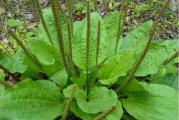 Sirokolisna ili zenska bokvica (Plantago major) je visegodisnja lekovita biljka.Danas kod nas može da se nađu više vrsta bokvica koje su podjednako lekovite međutim,po dvorištima i pored puteva uglavnom nisu dobre bokvice za branje radi svoje nečistoće,koju stvaraju više faktora koji su svima poznati.Ličnoo iz mog iskustva znam,ako se kada posečete i krvarite,dovoljno je da bokvicu stavite u usta i izžvaćete ( napravite kašu u ustima ) tu kašu stavite na posečeno ili pvređeno mesto,krv bukvalno staje nakon nekoliko sekundi.Takođe odličan je protivotrov u vidu tinkture,na takav način bokvica zaista ima izuzetno jako anti-toksično dejstvo.U kombinaciji sa ehinaceom moze da se pravi tinktura odlična tinktura za imuni sistem.

U lekovite svrhe se koriste listovi, koren i seme. Listovi se beru tokom cvetanja, dok seme jos nije sazrelo a koren se moze koristiti bilo kad.
Bokvica sadrzi citav niz vitamina i minerala, kao sto su vitamini C i K, zatim tanin, pektin, holin, gvozdje, kalijum, kalcijum, a sadrzi i veoma vazan glikozid aukubin. Zbog ovih sastojaka bokvica deluje kao antibiotik, sveže iscedjen sok se koristi za lecenje kaslja, bronhitisa i plucnih bolesti. Blagotvorno deluje na organe za varenje, pomaze kod bolesti besike i cira na zelucu i dvanaestopalacnom crevu, a ekstrakt bokvice leci hemoroide. Izdrobljen list pomaze u saniranju rana, opekotina i uboda insekata, sprecava upale i smiruje bol. Oblog od listova odmara noge posle vecih napora.
List se moze koristiti u ishrani i izuzetno je zdrav i bogat enzimima a seme sadrzi sluz, masno ulje, belancevine i secer. Caj od lista pomaze kod nesanice. Koren se koristi u ishrani i za pripremu caja koji ima slicno dejstvo kao i caj od lista.
Bokvica se lako uzgaja iz semena, seme je potrebno prekriti tankim slojem zemlje i nice za nekoliko dana.Seje se od februara do maja.

Najbolje je prvo od nje proizuvesti rasad u kontejnere i posaditi je na redove u bašti,na takav način prinosi zu zn