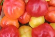 Seje se Mart-April
Biljka: niskog rasta, srednje bujnog stable
Plod: tip paradajz-paprike, u tehnološkoj zrelosti mlecno bele, a u biološkoj crvene boje, krupan, debelog perikapa, malo pljosnat, gladak
Masa ploda je 80-100 g.
Prodaje se: 10 semena 