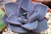 Echeveria rodolfi - paket sadrži 20 semenki