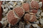 Lithops julii /Harlequin/ - paket sadrži 10 semenki