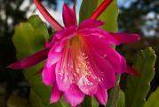 Epiphyllum hybrids mix - paket sadrži 10 semenki