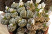 Lithops karasmontana ssp bella - paket sadrzi 20 semenki