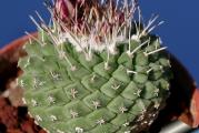 Strombocactus disciformis ssp. esperanzae - paket sadrži 10 semenki