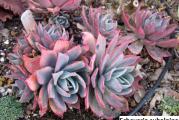 Echeveria subalpina - paket sadrzi 20 semenki