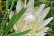 Protea repens - bela - paket sadrzi 5 semenki
