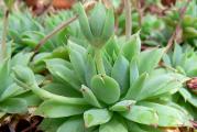 Graptopetalum macdougallii - paket sadrzi 20 semenki