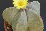 Astrophytum myriostigma - paket sadrzi 10 semenki