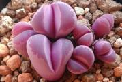 Lithops olivaceae C055 - paket sadrzi 10 semenki