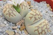 Lithops julii ssp fulleri v brunnea - paket sadrži 20 semenki