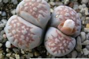 Lithops julii littlewoodii /C218/ - paket sadrži 20 semenki