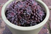 Graptopetalum rusbyi - paket sadrži 20 semenki