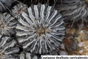 Copiapoa dealbata v carrizalensis- paket sadrzi 10 semenki