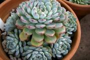 Echeveria amoena - paket sadrzi 20 semenki