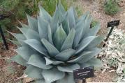 Agave havardiana - paket sadrzi 10 semenki