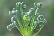 Albuca spiralis - paket sadrzi 5 semenki