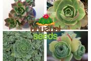 Aeonium mix - paket od 20 semenki