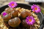 Conophytum lithopsoides - paket sadrži 10 semenki