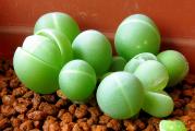 Gibbaeum comptonii - paket sadrzi 20 semenki