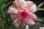 Adenium obesum /K02/ - paket sadrzi 5 semenki